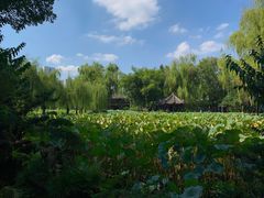 -桂湖森林公园