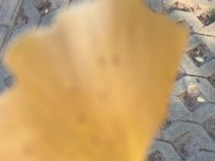 -泰山风景名胜区-普照寺