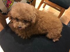 -more than meow吴止猫主题餐厅(承德 中船汇店)