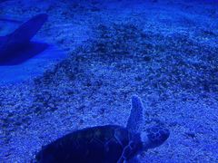 -海合安天津极地海洋公园