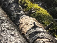 -五营红松林海景区