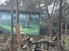 -中国大熊猫保护研究中心雅安碧峰峡基地