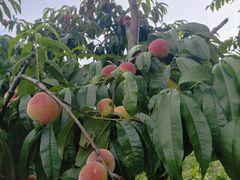 -黑河坝泡姜鸡贡椒鱼(贾旗路店)