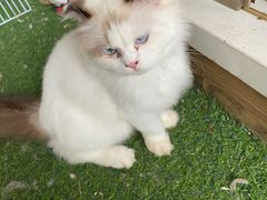 -楼上猫咖(罗湖店)