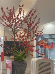 点击看大图 -深圳鹏爱秀琪医疗美容医院