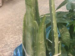 -双季花艺园艺市场(浦东店)