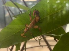 -西双版纳基诺山寨