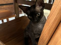 -瑞派福兴宠物医院犬猫全科·骨科·中西医结合(河东店)