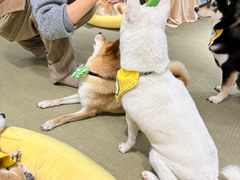 -逗柴咖啡屋·狗咖猫咖宠物桌游