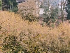 -南山植物园
