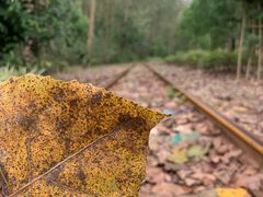 -合肥滨湖国家森林公园