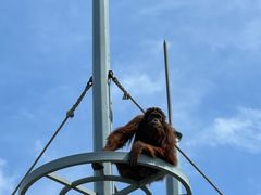 -西霞口神雕山野生动物世界