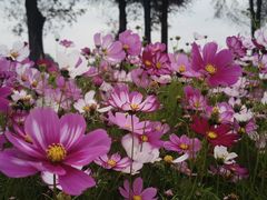 -崖口云吞(中堡店)