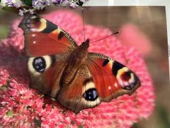 -北京国际鲜花港