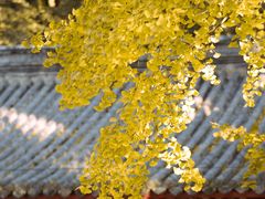 -潭柘寺景区