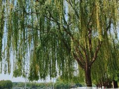 -大兴滨河森林公园
