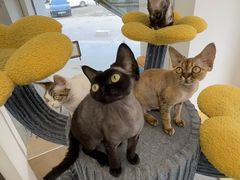 -山宅一喵德文卷毛猫舍