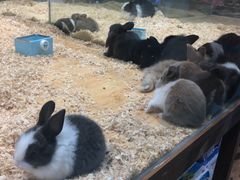 -龟与熊猫宠物公园(南坪店)