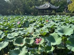 -无锡蠡湖国家湿地公园-蠡园