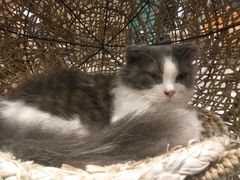 -飞行喵MR PILOT|猫舍·猫咖(静安大融城店)