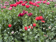 -国家植物园南园