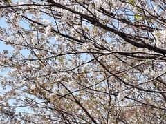 -高东镇樱花园