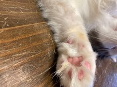 -猫猫幼稚园·撸猫·桌游·电玩
