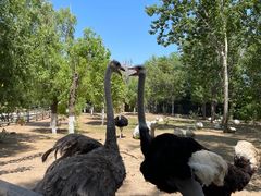 -大连森林动物园