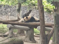 -都江堰中华大熊猫苑