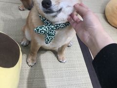 -逗柴咖啡屋·狗咖猫咖宠物桌游