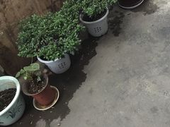 -张家油条