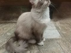 -猫咪博物馆(顶澳仔猫街店)