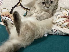 -派多格宠物·购宠(靛厂路店)