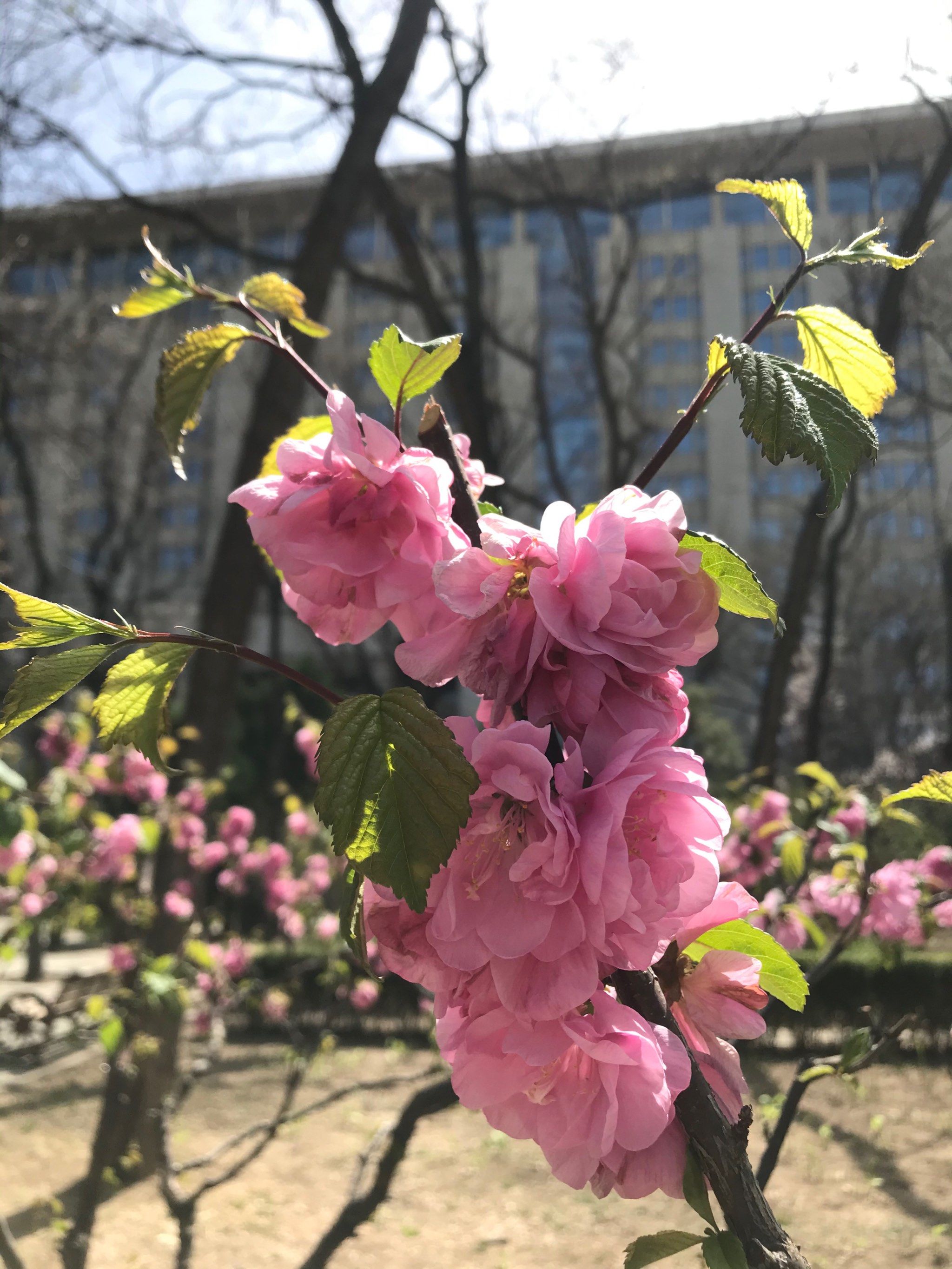 元大都城垣遗址公园,春天的味道,让人心情愉悦