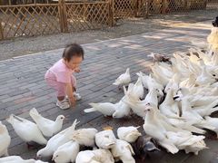 -1982农场