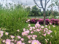 -昆山城市生态森林公园