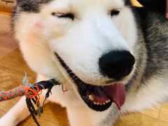 -Husky Go! 哈士奇体验馆·宠物咖啡厅狗咖