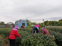 龙湖东院采茶忙！-龙湖东院农庄(乡间小路店)