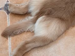 -Let's go狗咖·猫咖·奶狗·桌游(春熙路IFS店)