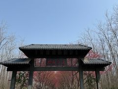 -合肥滨湖国家森林公园