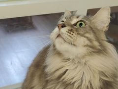 -楼上猫咖(罗湖店)