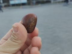 -小叶佳栗子(昌平店)