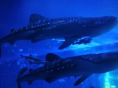 -成都浩海立方海洋公园