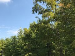 -上海滨江森林公园