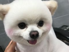 -宠福鑫康馨动物医院·骨科·眼科