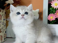 -小猫来了·猫舍(红山六九七九店)