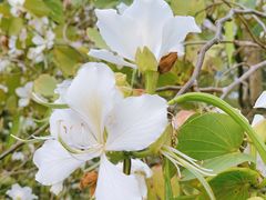 -中国科学院华南植物园