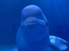 -多彩贵州城极地海洋世界