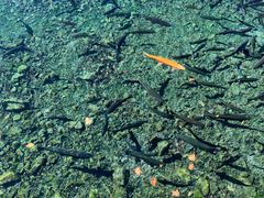 -玉水寨丽江源餐厅