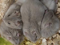 -钓仓鼠(洋桥北里小区店)